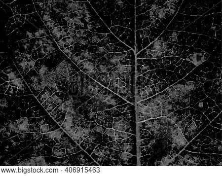 Dark Gray Plant Wallpaper. Gloomy Backdrop. Tree Leaf Structure With A Network Of Veins Close Up. Om