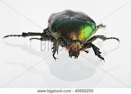 Cetonia Aurata på et spejl