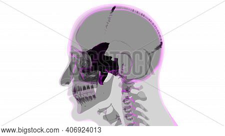 Human Skeleton Skull Sphenoid Bone Anatomy For Medical Concept 3d Illustration