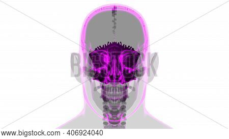 Human Skeleton Skull Occipital Bone Anatomy For Medical Concept