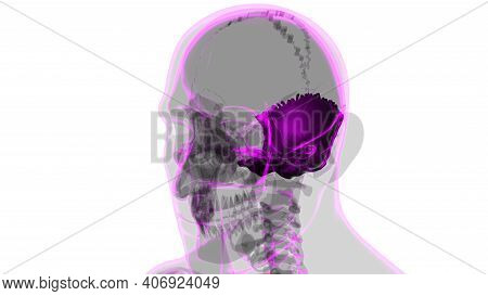 Human Skeleton Skull Occipital Bone Anatomy For Medical Concept