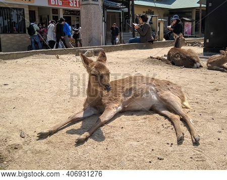 Miyajima, Japan - April 10, 2018: Deer Are Resting On The Waterfront Of Miyajima Island. Many Touris