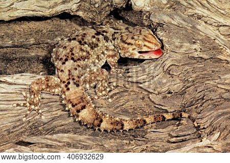 A bibron gecko (Pachydactylus bibronii) camouflaged on tree bark, South Africa