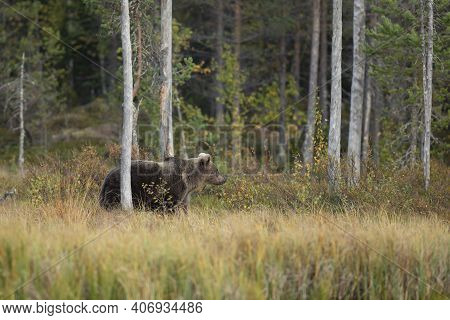 Brown Bear In The Nature Habitat Of Finland, Finland Wildlife, Rare Encounter, Big Predator, Europea