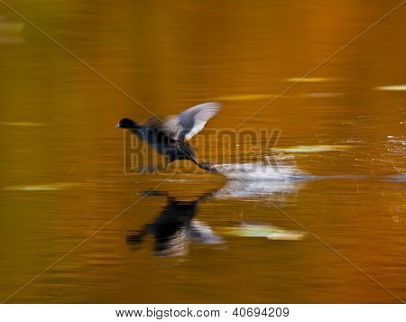 Gentil galinha correndo em um lago de forrest em queda