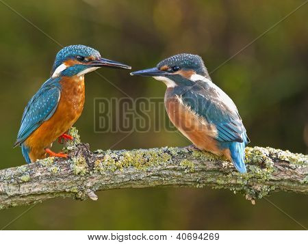 Filho e pai de Martim-pescador
