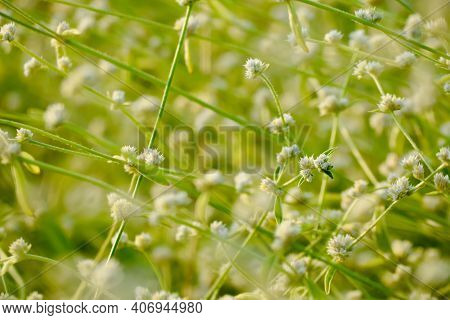 Alternanthera Tenella Plant Also Recognised As A Weed. The Background Of Green Grass With Its Flower