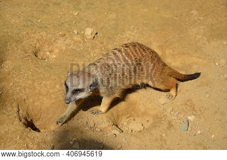 Meerkat (surikate), Zoo Of Frankfurt Am Main, Germany