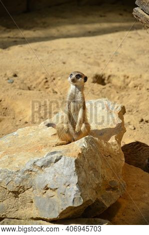 Meerkat (surikate), Zoo Of Frankfurt Am Main, Germany