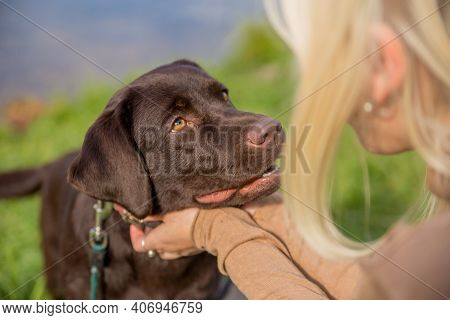 Dog Breed Labrador Retriever Looks Into The Eyes Of His Blonde Mistress On The Grass On A Sunny Day,