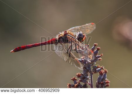 Vagrant Darter Is A Beautiful Dragonfly Flying In Autumn Summer