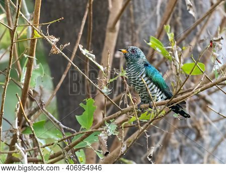 Male Asian Emerald Cuckoo Perching On The Branch , Thailand