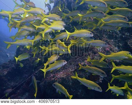 Pretty Yellow Goatfish Swimming Around The Coral Reefs Of Mozambique