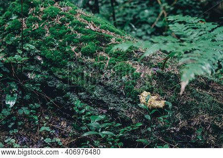 A Fallen Log Covered With Green Moss Lies In The Grass