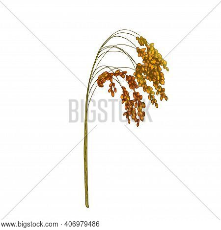 Ears With Grain Of Proso Millet. Vector Color Vintage Hand Drawn Hatching Illustration Isolated On A