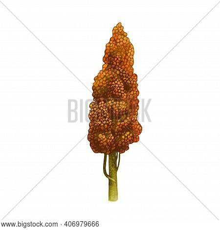 Ears With Grain Of Sorghum. Vector Color Vintage Hand Drawn Hatching Illustration Isolated On A Whit
