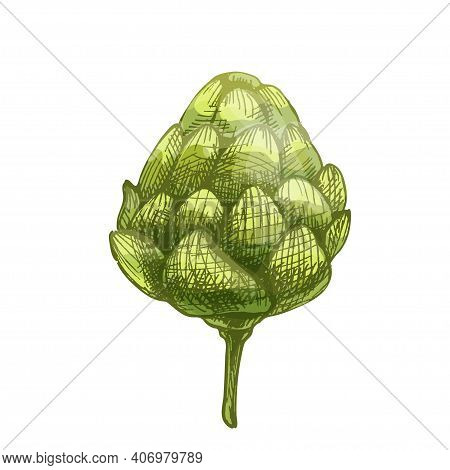 Hop Plants. Vector Color Vintage Hand Drawn Hatching Illustration Isolated On A White Background.