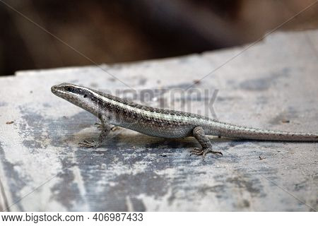 Striped Skink, Trachylepis Striata