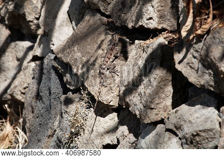 The Agama Acanthocercus Annectens