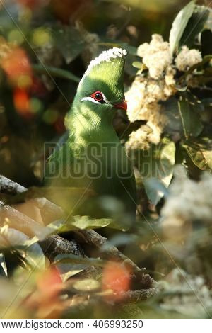 The Knysna Turaco (tauraco Corythaix) On The Bush. Green Turaco With A Red Eye And Beak And A White 