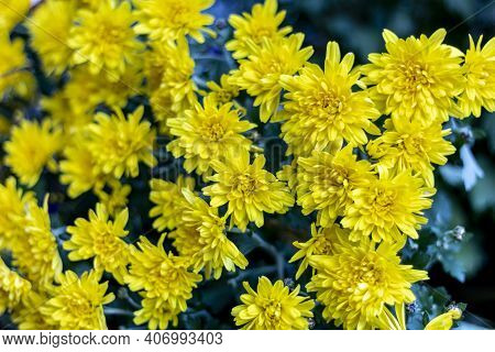 Yellow Chrysanthemum On The Path Of The Varone Waterfall Cave, Le Foci, Tenno Tn