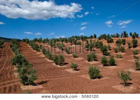 スペイン、アンダルシアでのオリーブの木