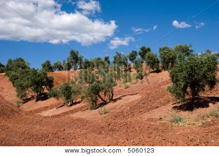 スペイン、アンダルシアでのオリーブの木