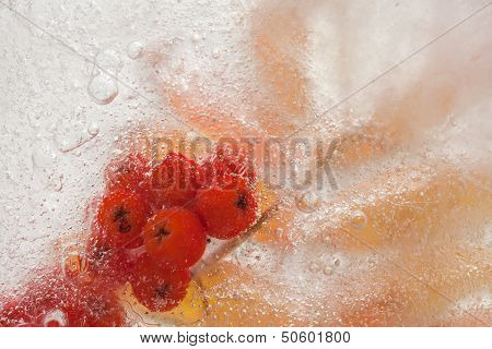 Icy Plants