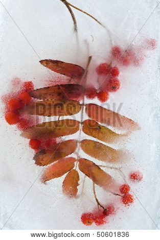 Icy Plants