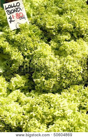 Fresh Salad Lettuce For Sale
