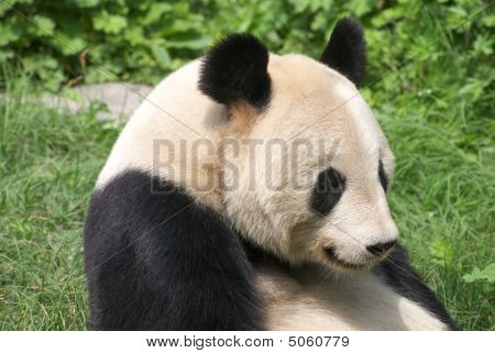 Giant Panda