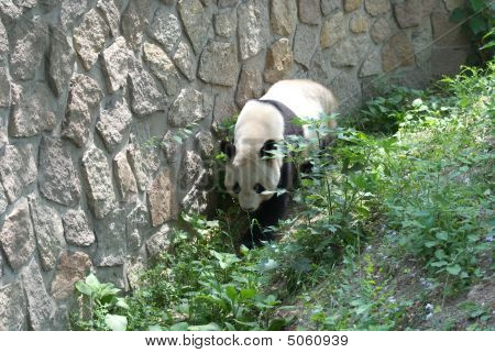 Giant Panda