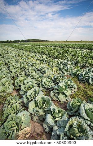 Cabbage field