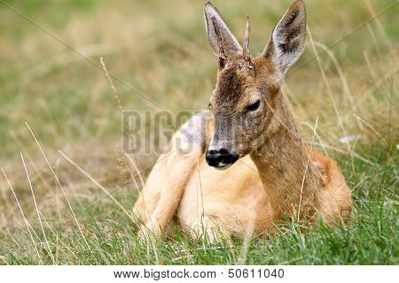 Young Roebuck With Small Trophy