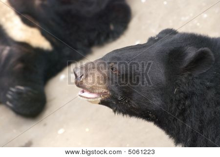 Black Bear