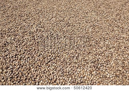 Betel Nuts Drying