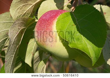 Apple