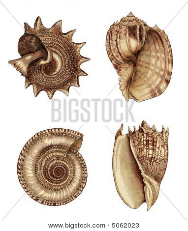 Shell assortimento 1