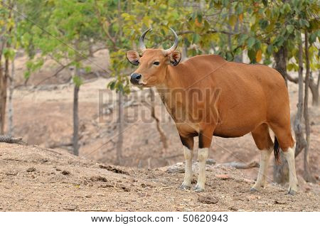 Female Banteng