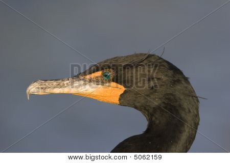 Çift Tepeli karabatak phalacrocorax Auritus