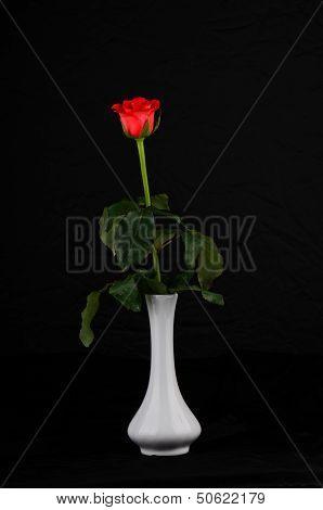 Live Rose On A Black Background In A White Vase