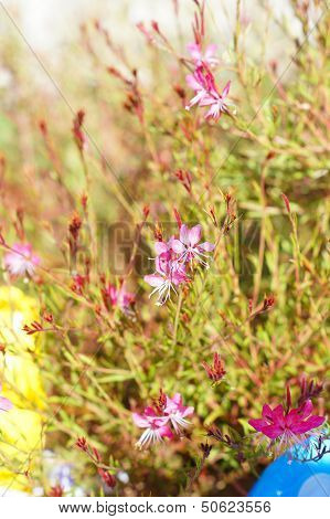 Dianthus Carthusianorum