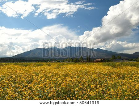 San Francisco Peaks in summer