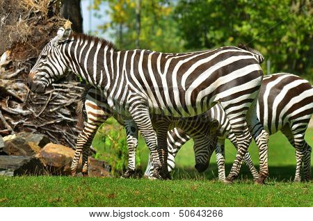 Zebras