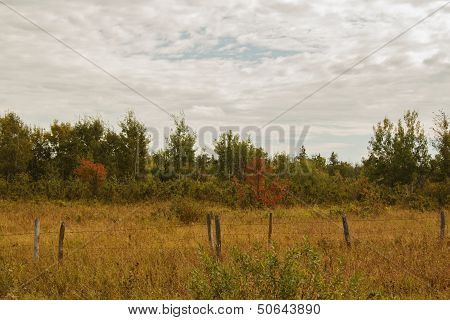 Trees changing colour