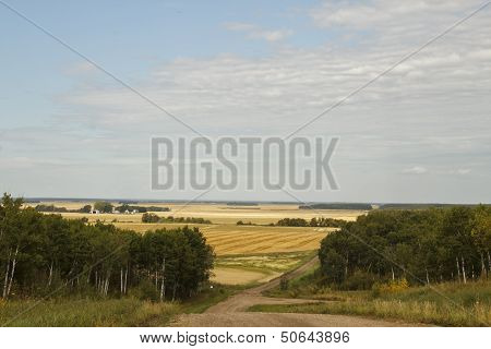 A landscape of hilly farmland