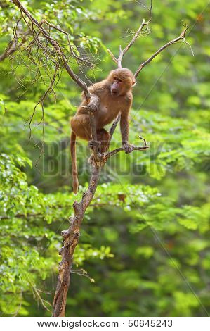 Baboon climbing