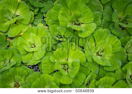 Green Leaf On Water For Background