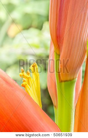 Banana Flower.