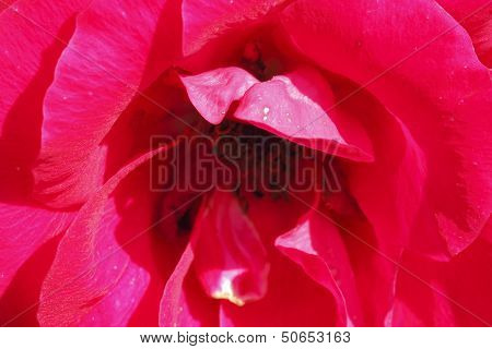 Climbing Rose Flower